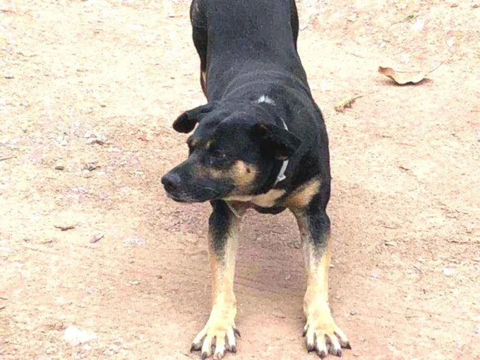 Cachorro ra a SRD idade 3 anos nome Negão