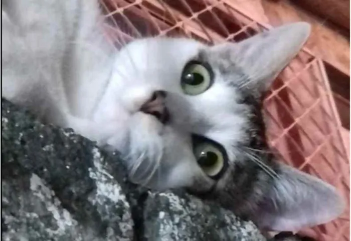 Gato raça SRD idade 7 a 11 meses nome Guto