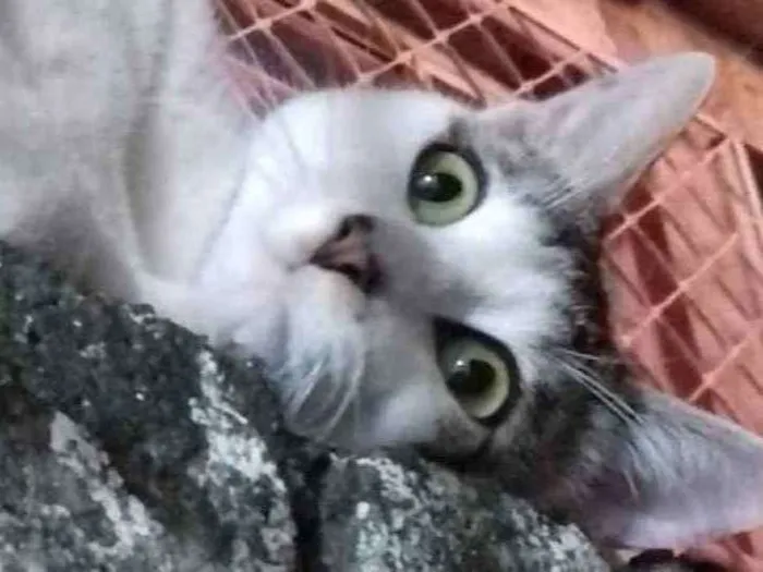 Gato raça SRD idade 7 a 11 meses nome Guto