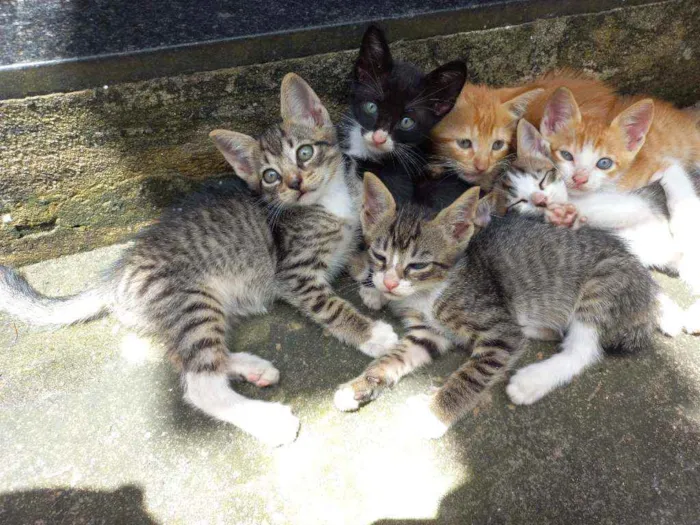 Gato ra a Vira lata  idade 2 a 6 meses nome Sem nome 