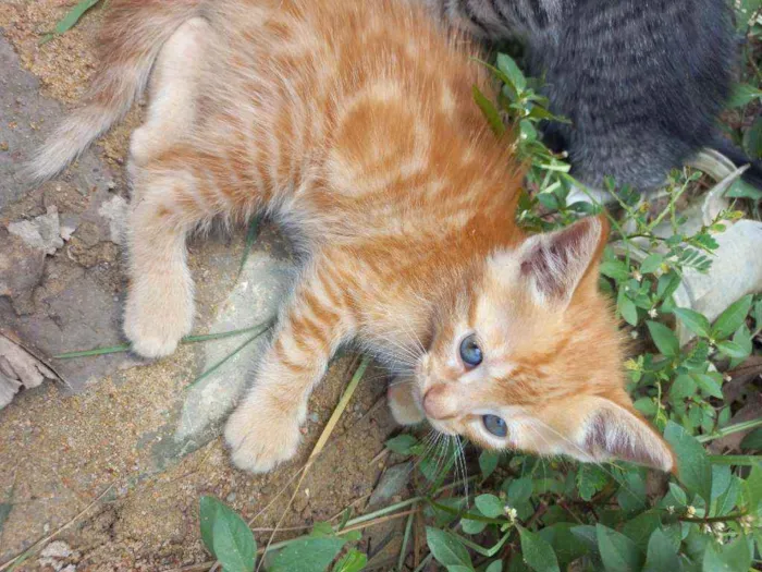 Gato ra a Vira lata  idade 2 a 6 meses nome Sem nome 