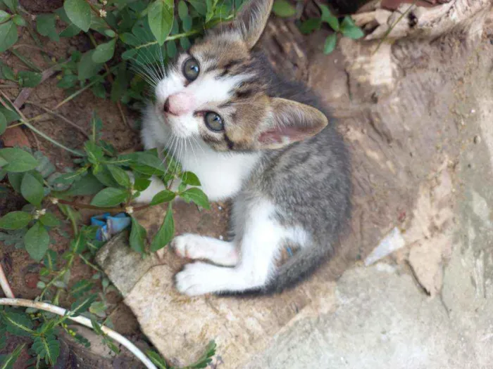 Gato ra a Vira lata  idade 2 a 6 meses nome Sem nome 