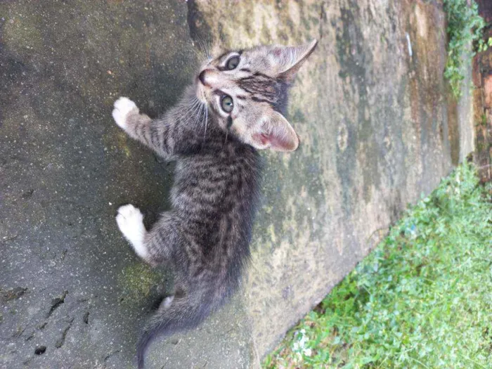 Gato ra a Vira lata  idade 2 a 6 meses nome Sem nome 