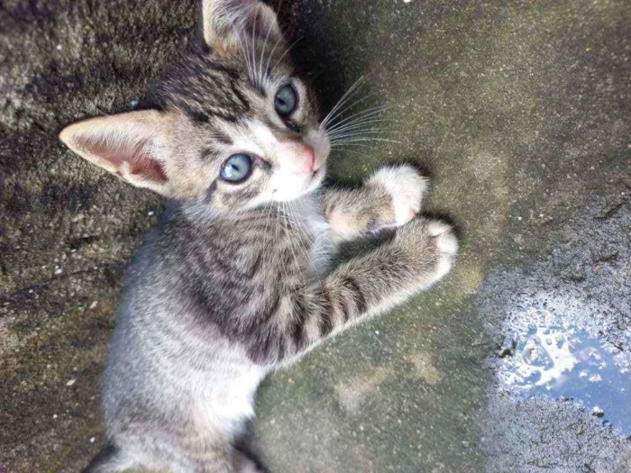 Gato ra a Vira lata  idade 2 a 6 meses nome Sem nome 