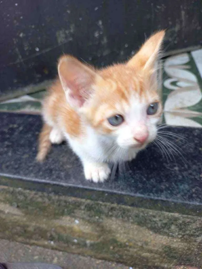 Gato ra a Vira lata  idade 2 a 6 meses nome Sem nome 