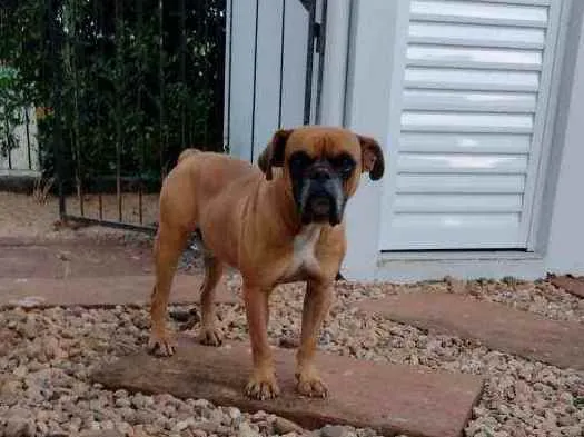 Cachorro raça Buldoque Campeiro idade 3 anos nome Zeca