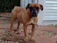 Zeca