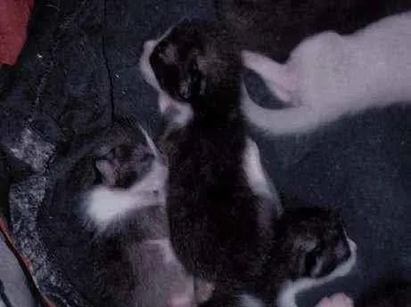 Gato ra a gatos idade Abaixo de 2 meses nome filhotes