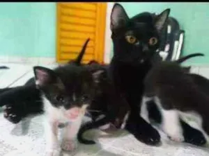 Gato raça gatos idade Abaixo de 2 meses nome filhotes