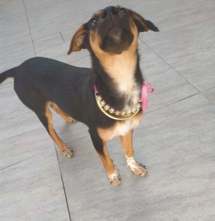 Cachorro ra a SRD idade 2 a 6 meses nome Athena