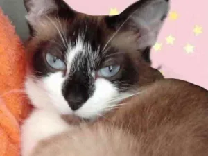 Gato raça Srd idade 1 ano nome Branca 
