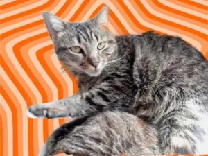 Gato raça Srd idade 1 ano nome Raja