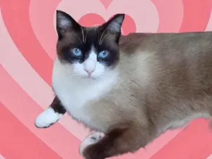 Gato raça Srd idade 1 ano nome Bolacha 