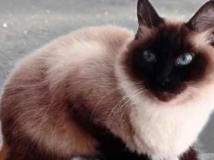 Gato raça Srd idade 1 ano nome Gatinha 