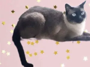 Gato raça Siamês  idade 1 ano nome Nick 