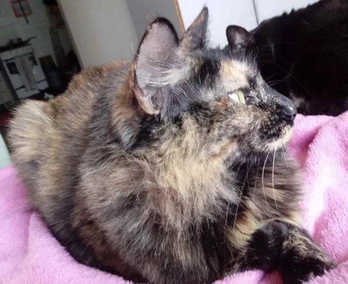 Gato raça Srd idade 1 ano nome Menina 