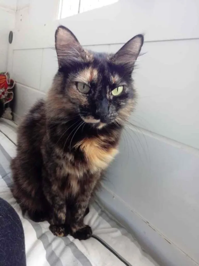 Gato raça Srd idade 1 ano nome Menina 