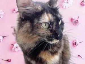 Gato raça Srd idade 1 ano nome Menina 