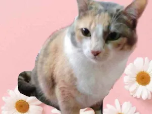 Gato raça Srd idade 1 ano nome Fumaça 