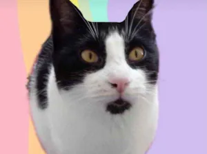 Gato raça Srd  idade 1 ano nome Pitoco super Fofo 