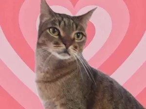 Gato raça Srd idade 1 ano nome Ruivo 