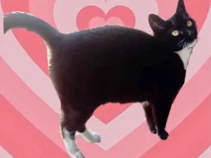 Gato raça Srd idade 1 ano nome Ariane 