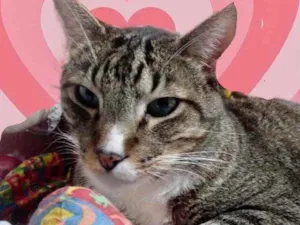 Gato raça Srd idade 1 ano nome Tigue 
