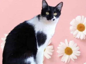 Gato raça Srd idade 1 ano nome Sarah