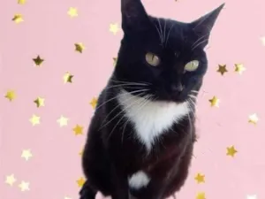 Gato raça Srd idade 1 ano nome Gigi 