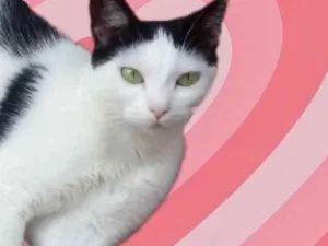 Gato raça Srd idade 1 ano nome Cherry Linda 