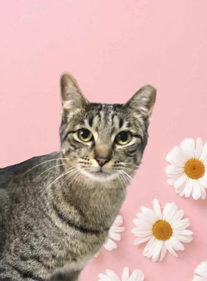 Gato raça Srd lindo  idade 1 ano nome Gucci 