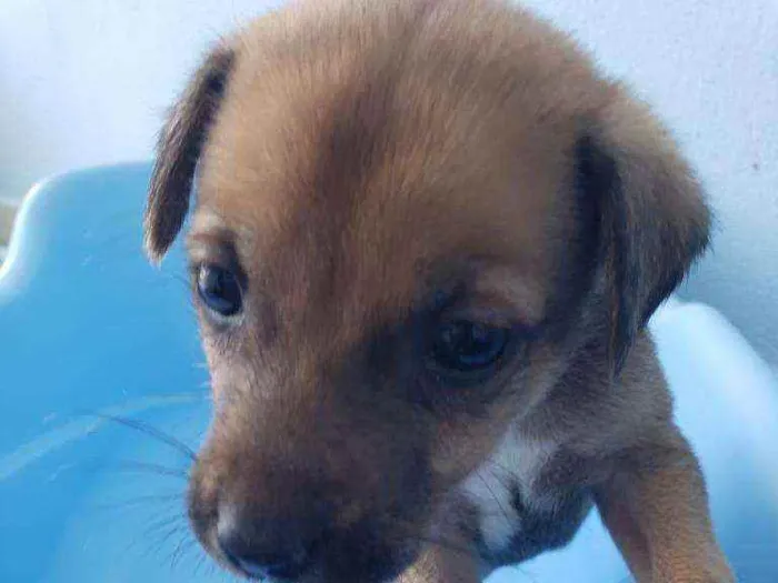 Cachorro raça SRD idade Abaixo de 2 meses nome Sunny