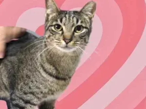 Gato raça Srd lindo  idade 1 ano nome Gucci 