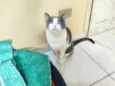 Gato raça Srd cinza branca  idade 1 ano nome Fred lindo e fofo 