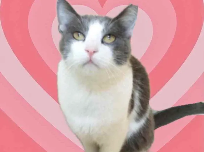 Gato raça Srd cinza branca  idade 1 ano nome Fred lindo e fofo 