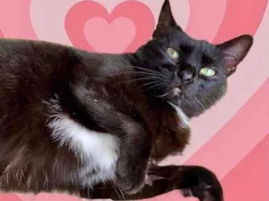 Gato raça Srd idade 1 ano nome Luna 