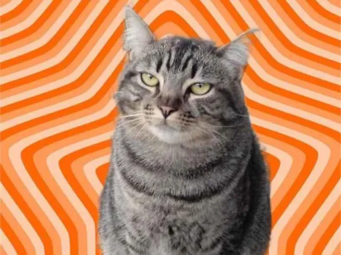 Gato raça Srd idade 1 ano nome Tom 