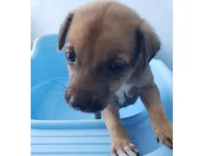 Cachorro raça SRD idade Abaixo de 2 meses nome Sunny