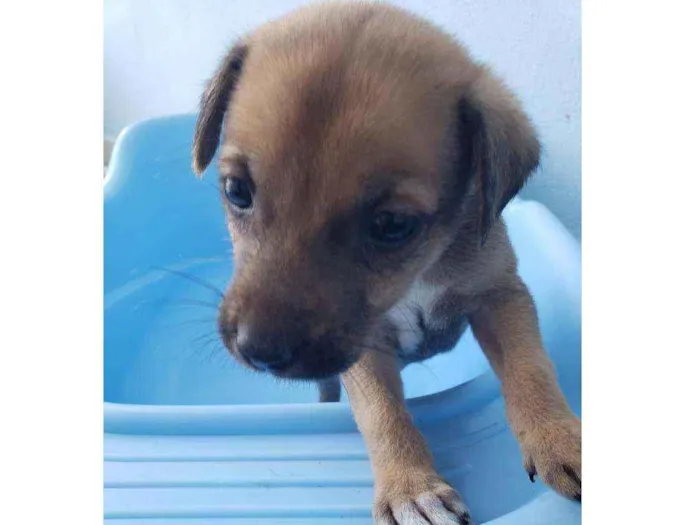 Cachorro raça SRD idade Abaixo de 2 meses nome Sunny