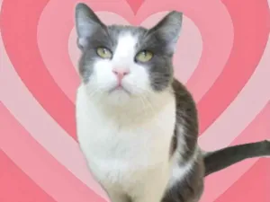 Gato raça Srd cinza branca  idade 1 ano nome Fred lindo e fofo 