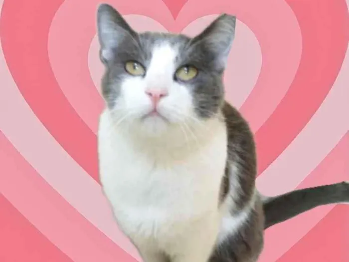 Gato raça Srd cinza branca  idade 1 ano nome Fred lindo e fofo 