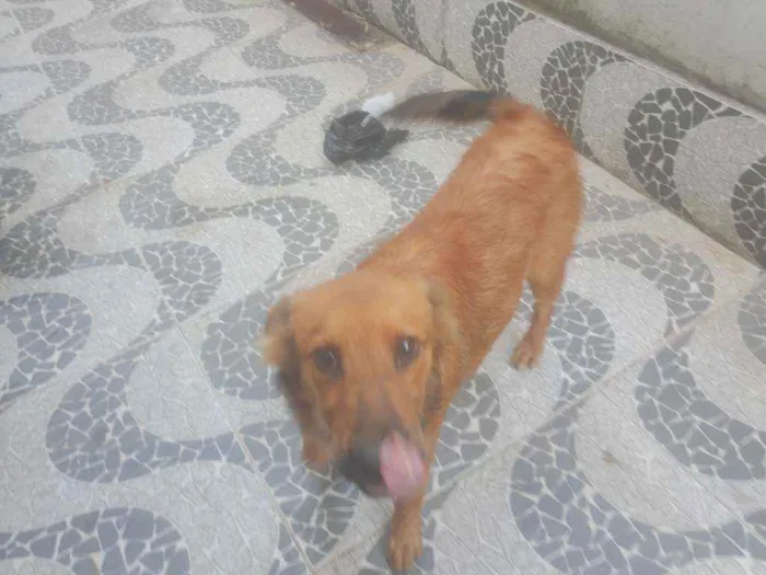 Cachorro ra a Não indentificar  idade 7 a 11 meses nome Thor