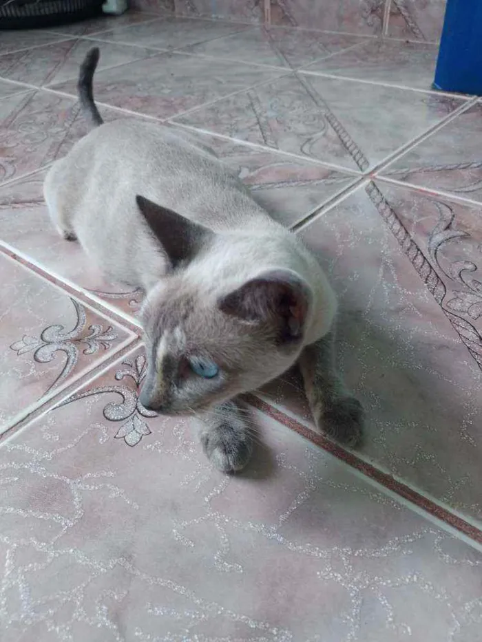 Gato ra a siamês  idade 7 a 11 meses nome Cleópatra