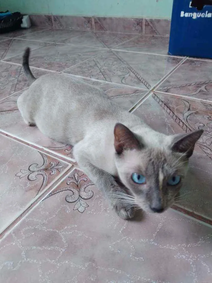 Gato ra a siamês  idade 7 a 11 meses nome Cleópatra