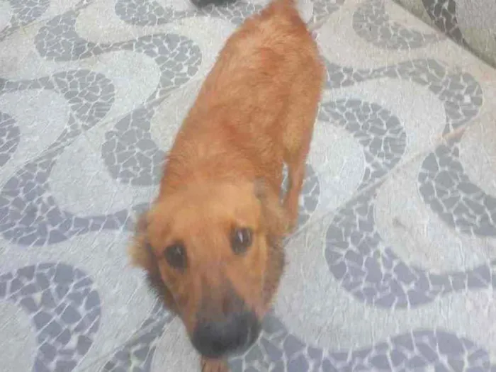 Cachorro ra a Não indentificar  idade 7 a 11 meses nome Thor