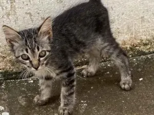 Gato raça Cianes idade Abaixo de 2 meses nome Gato de bota