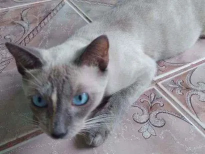 Gato raça siamês  idade 7 a 11 meses nome Cleópatra
