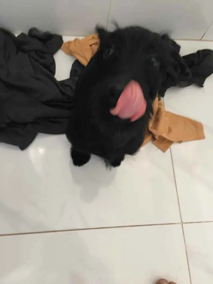 Cachorro ra a Desconhecida idade 2 a 6 meses nome Marley 