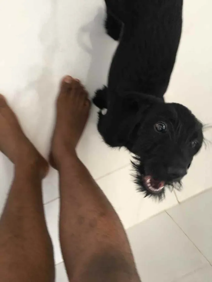 Cachorro ra a Desconhecida idade 2 a 6 meses nome Marley 