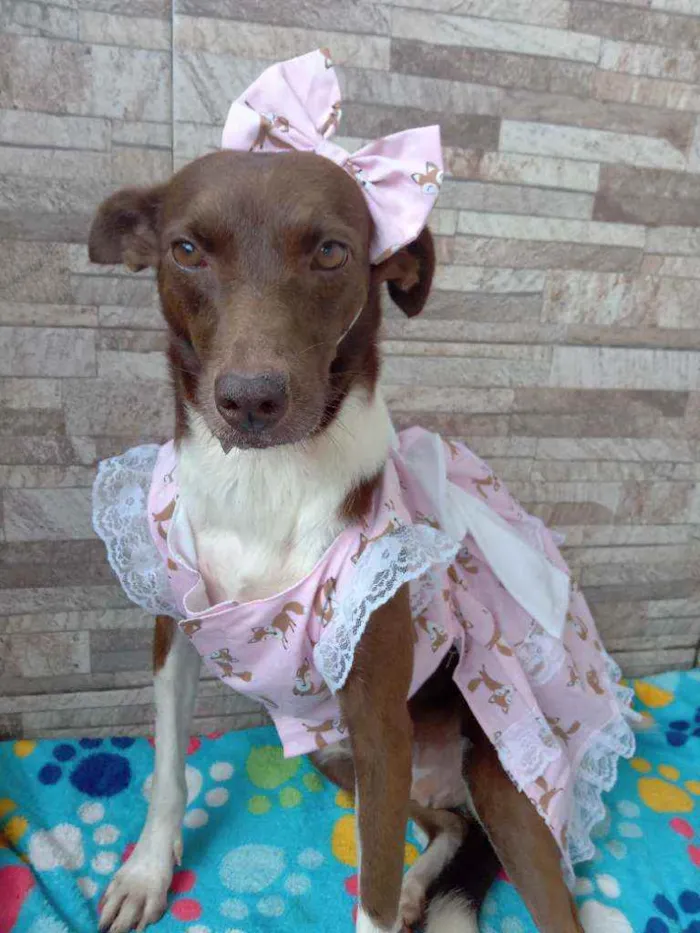 Cachorro raça Srd idade 2 anos nome Serena 